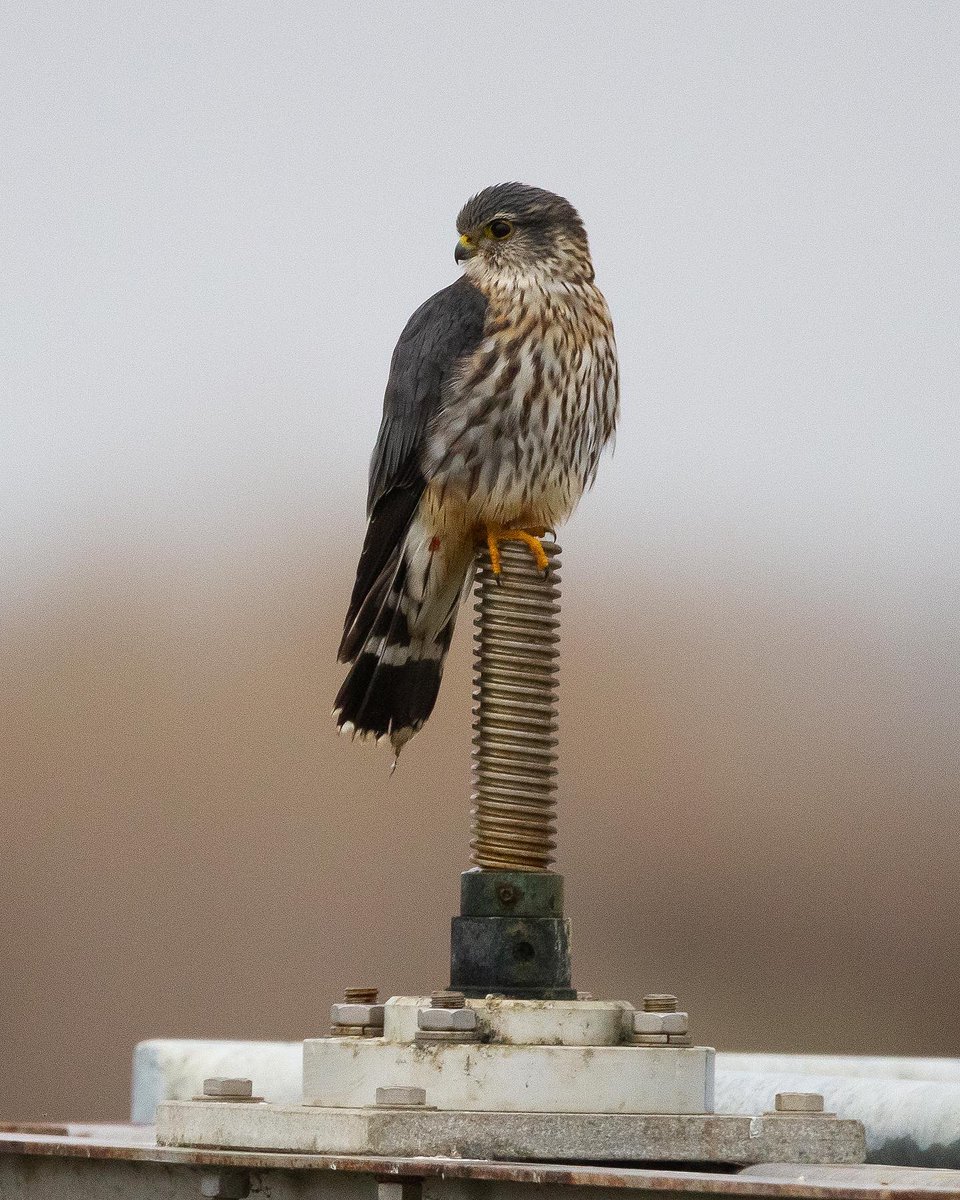 A Merlin keeping a close eye on the shorebird flocks at Eden Landing Ecological Reserve yesterday morning… #EdenLandingEcologicalReserve