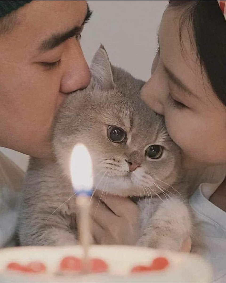 cats with powerful impression 🐾 tweet media