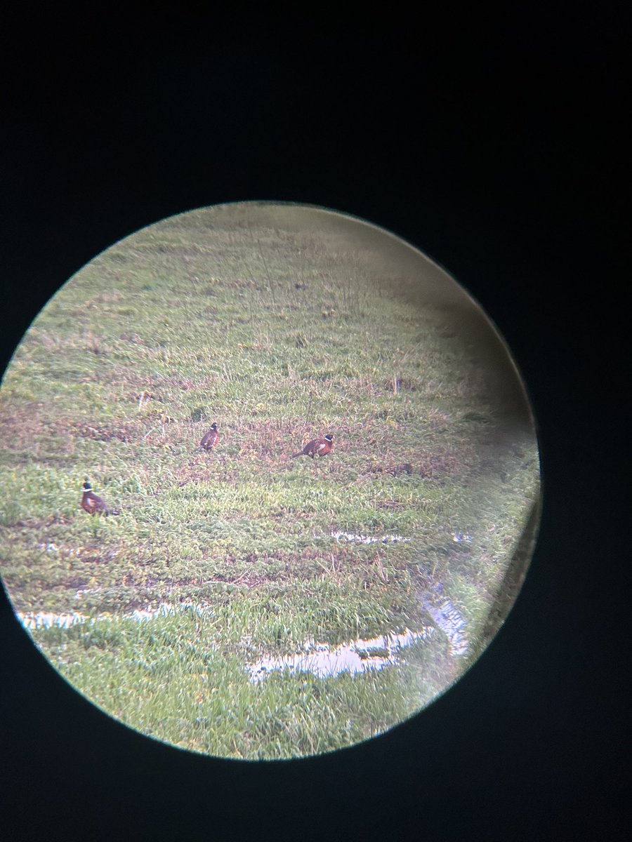 Jelle Van den Berghe tweet media