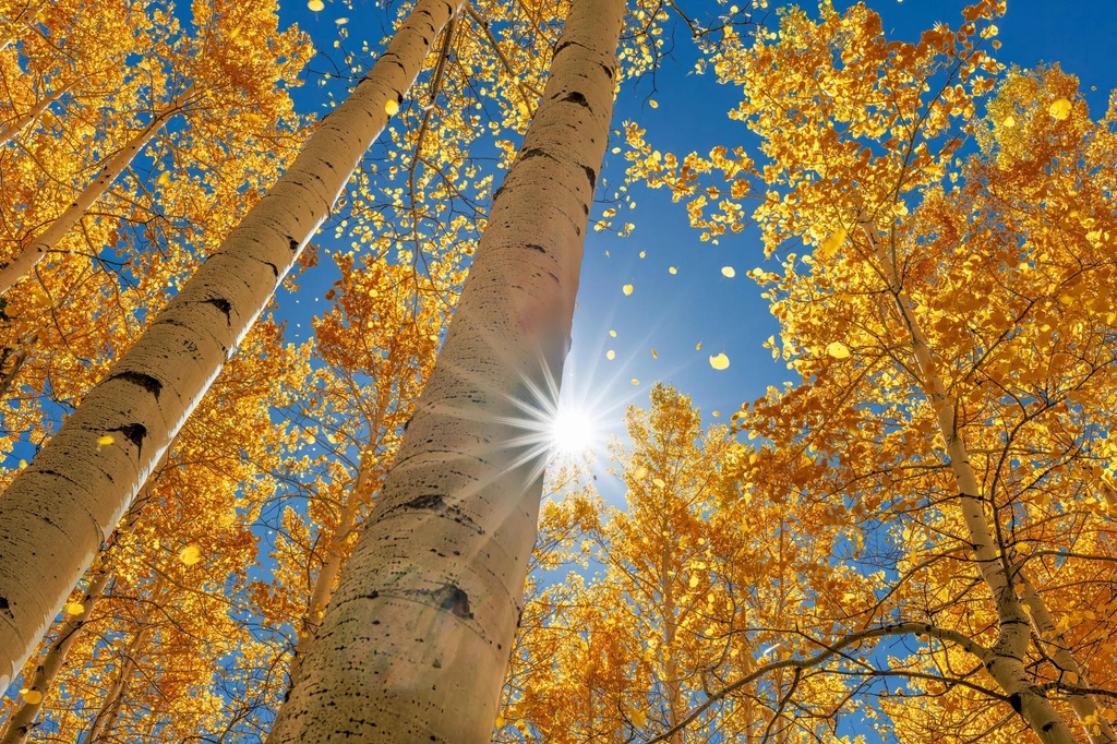 Aspen Fall Glory With the wind blowing the leaves of the Aspens and the beautiful blue sky - What else do you need! 📷️: clickasnap.com/profile/ilesmic