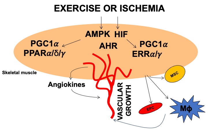 DeBakeyCVedu's tweet photo. Exercise has positive effects on CV health &amp; vascular regeneration, &amp; exercise-mimicking therapeutics offer potential.

Exercise &amp; Ischemia-Activated Pathways in Limb Muscle Angiogenesis &amp; Vascular Regeneration @LabNarkar

#DeBakeyCVournal #cardiotwitter
https://t.co/yh6oTWETJa https://t.co/HSI5V6hPQB