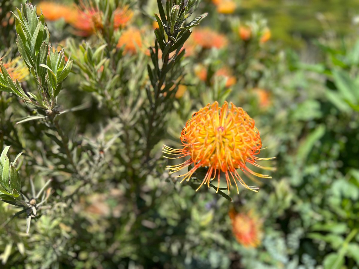 adventurepub's tweet photo. WEDNESDAY WISDOM: "If we could see the miracle of a single flower clearly our whole life would change.” —Buddha #flowers #nature #wednesdaywisdom #quotes #flowerquotes #bewellbeoutdoors https://t.co/Ecqwiulv31