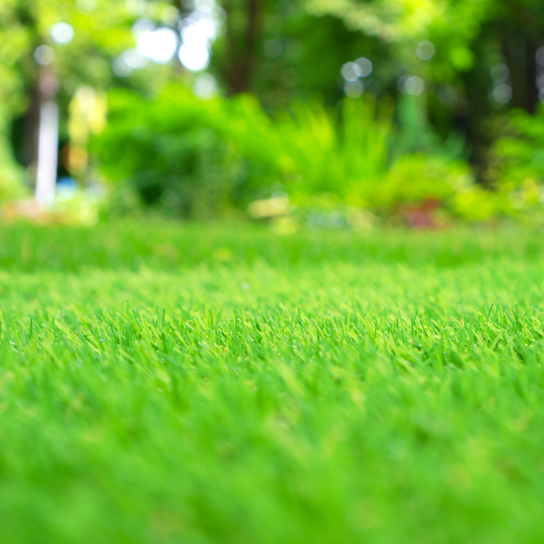 It is a bit on the chilly side, but that's no reason to not take care of your lawn! Visit our website today and grab your copy of our suggested fertilizer schedule. loom.ly/3cM7dQA - #elmgrens #fertilizer #growgreen