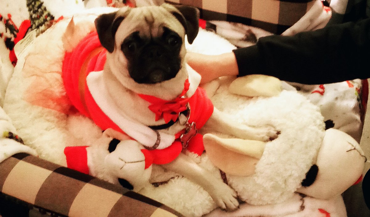 starlord4e's tweet photo. Princess Puggy in her lamb chop bed bought with gift card we won on #pugtalk from #BarkandBeyond #scribblepug #puglife #puglove https://t.co/GEfV99HXNC