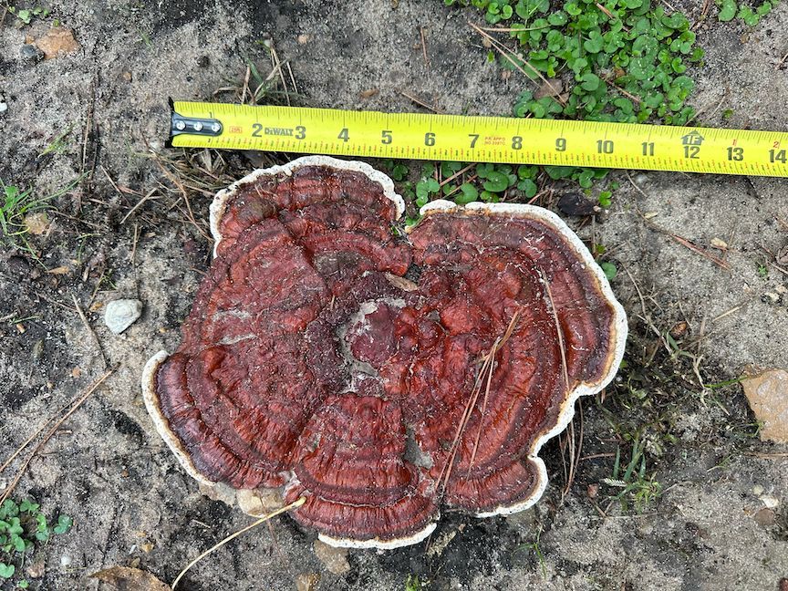 Wondering #WhatWednesday (12/13/23).  Bill V. (Greater Houston area) wondered what "this mushroom-like plant is, growing now for several weeks in our back yard." That's the fungus - Ganoderma. I wonder what tree root is growing on -KO @txplantdr #extPLPM #fungus #ganoderma