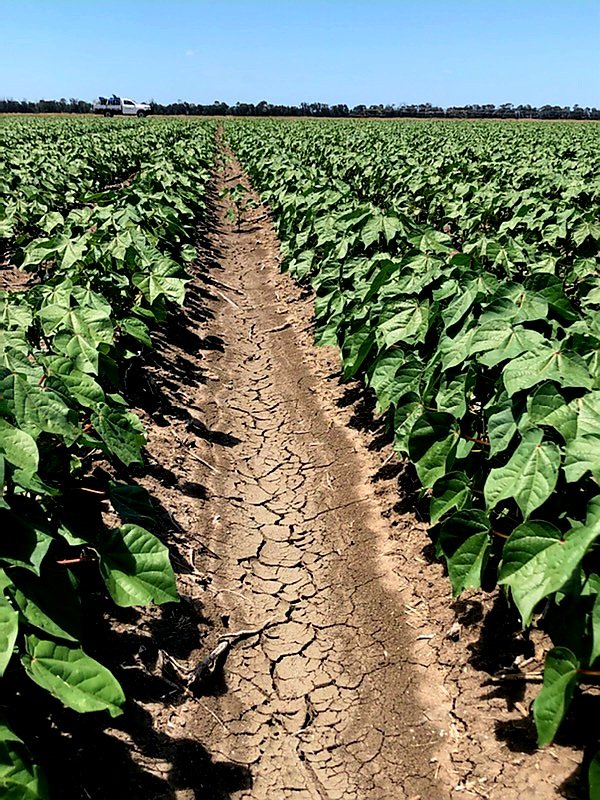 Cotton season is upon us. 

Call Angus for all your Agronomy needs 0419 619 111

#AgriShed #Agronomy #AgLife #agronomist #agronomylife #farmlife #farming #farmingaustralia #australianfarming #AgSupplies #qld #cotton #AustralianCotton #cottonaustralia