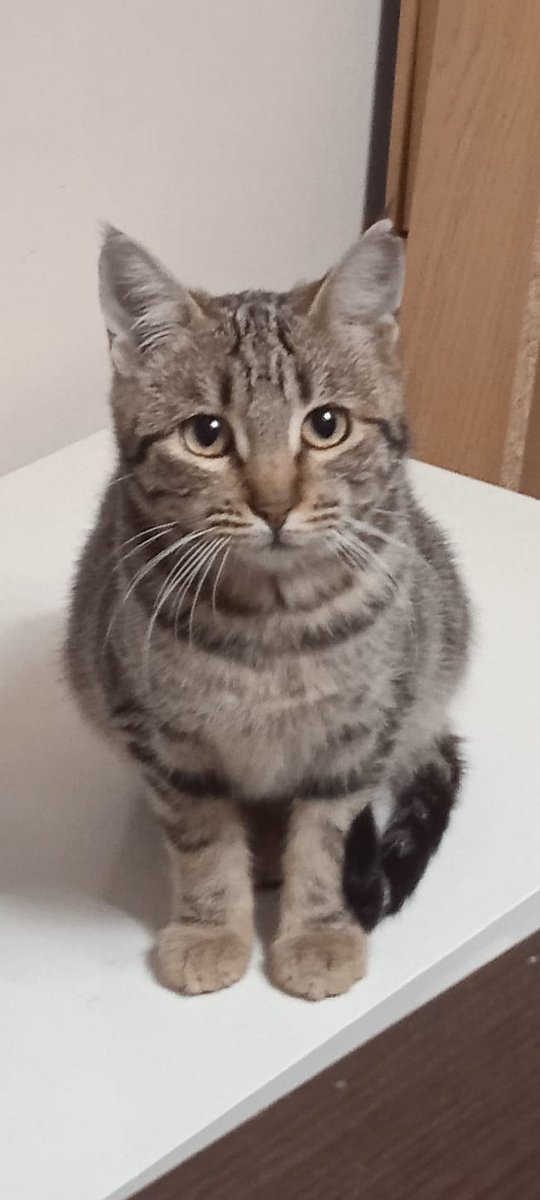 Muy #URGENTE  #Adopcion #Valencia Su humano fallecio hace 30 días! No dejemos que vayan a la perrera! #AdoptaNoCompres Jesús tenia 15 gatos a su cargo. Ayudemos a las compis del <a href="/ElSindigato2021/">@elsindigato</a> y <a href="/SyA06583233/">Stock Trader_Hunter</a>  que se estan dejando la piel por ellos!
