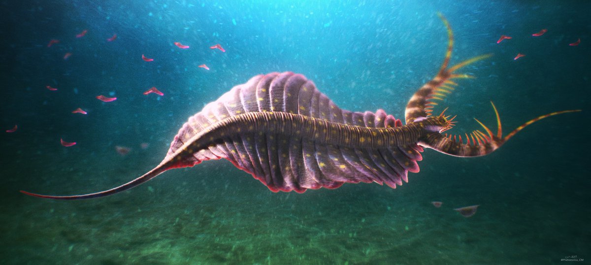 My paper, describing a new genus and species of lobopodian, has just been published. 

Mobulavermis adustus is a large relative of Kerygmachela and Utahnax. For those who can't access the paper, I will the findings summarize below.

1/9