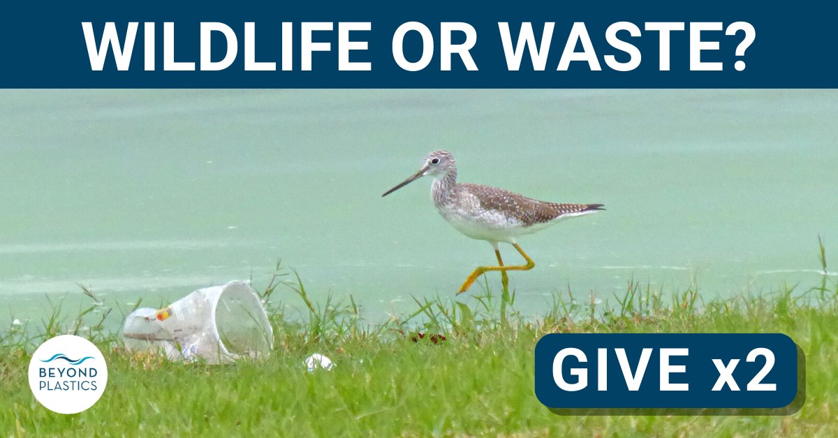 Plastic pollution harms wildlife. Your tax-deductible year-end gift will help us expand our critical work to turn off the plastic tap + advance plastic-free solutions. Give by 12/31 to have your gift matched, dollar-for-dollar, up to $50,000 at: bit.ly/beyond-plastic…
