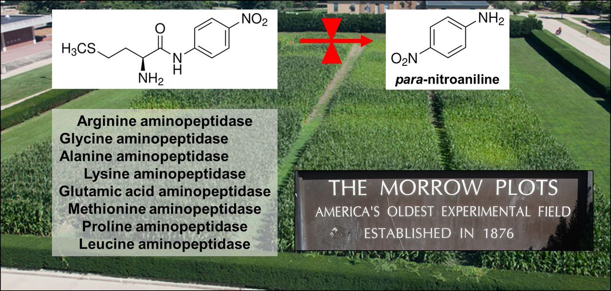 New in Geoderma: 'Soil aminopeptidase activities under 145-year crop rotation and fertility practices in the North Central US' by Jasdeep Singh, Jessie A Navas Soto, Rosa EI Lόpez & Andrew Margenot. buff.ly/3unkTgu @UofIllinois @rosaelena_il @ajmargenot @EAPZamorano