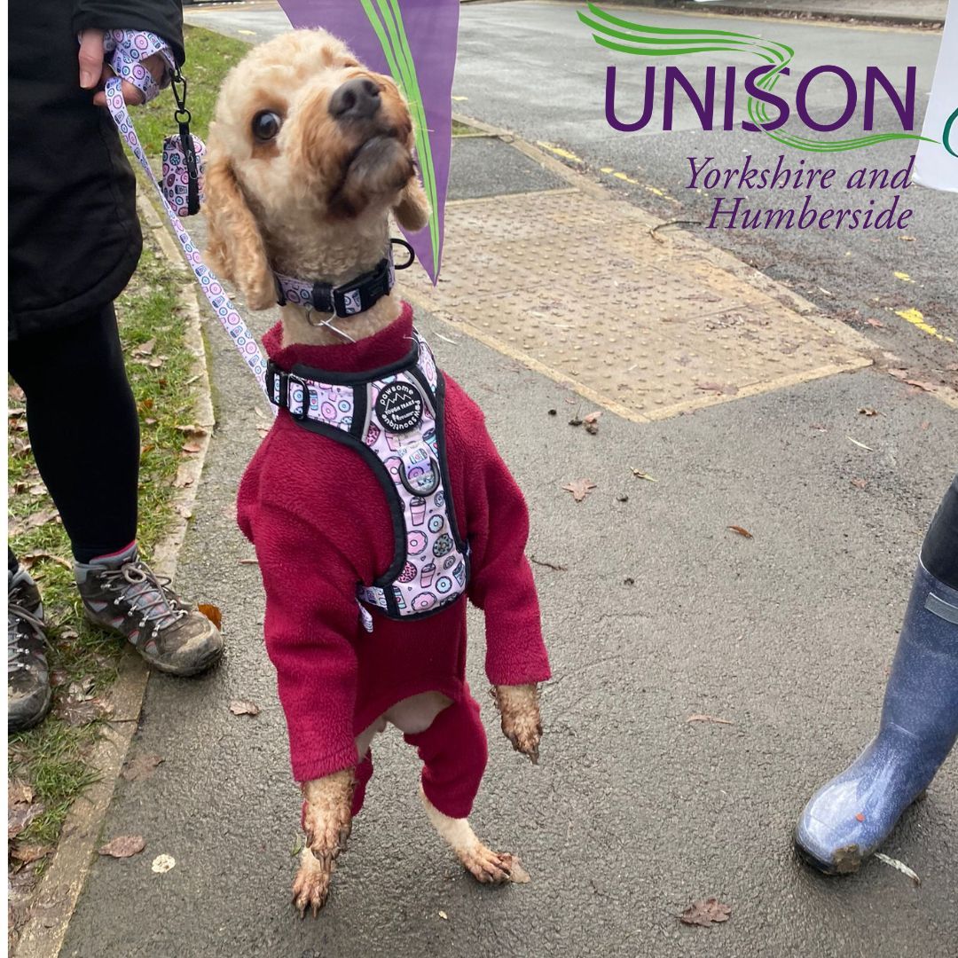 Another cold morning on the picket line at Leeds Trinity Uni this morning where we were joined again by #PetsOnThePicket Tilly who was dressed for the occasion! Plenty of honks and support for staff taking their third and final day of action this week @unisontheunion