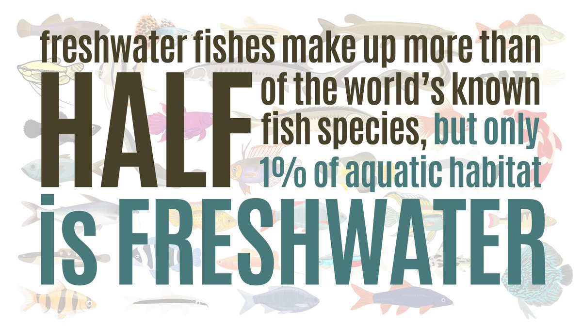 #Freshwater fishes make up more than HALF of the world's known fish species, but only 1% of aquatic habitat is freshwater! 1/