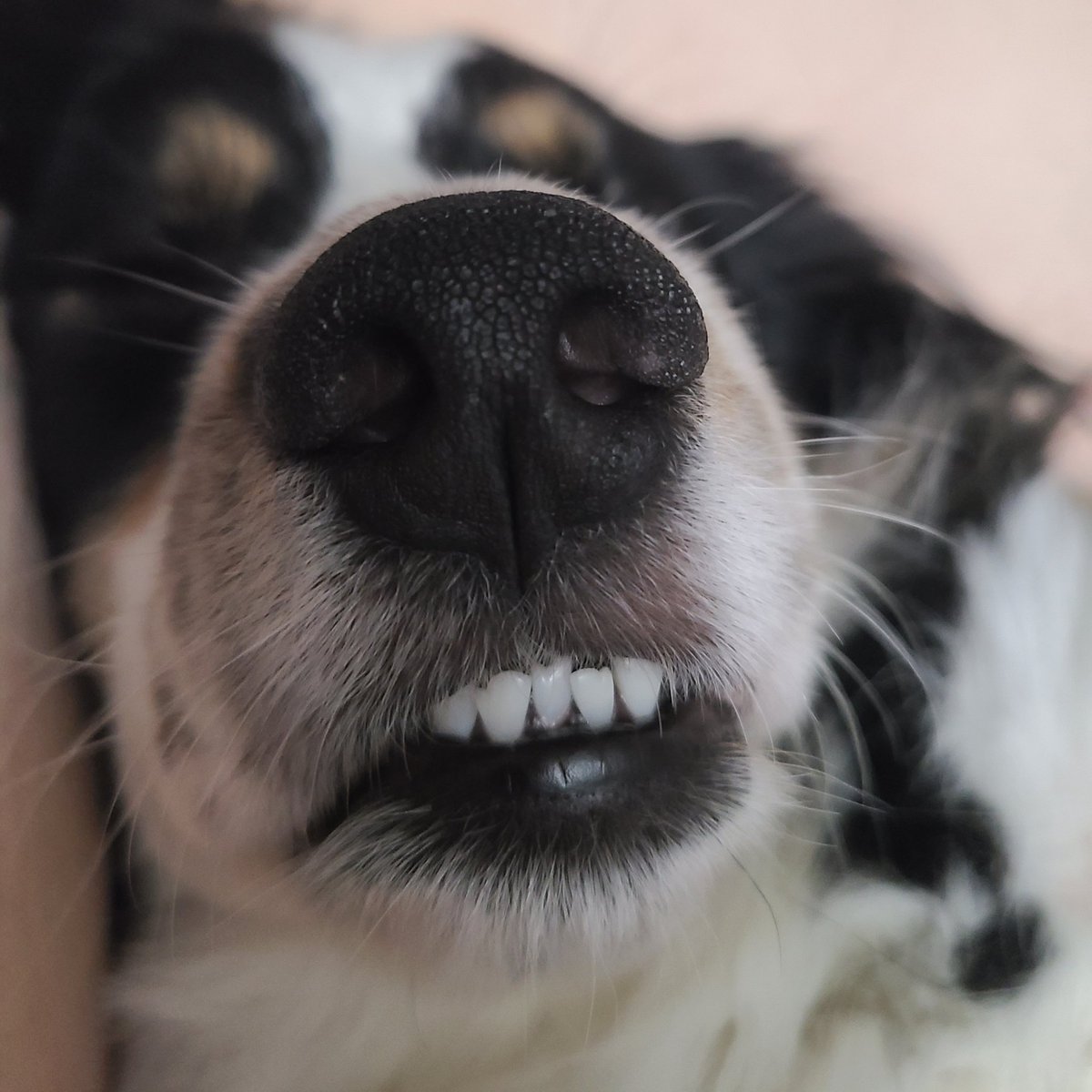 show me those pretty white jaws 🤍

🐾 #dogmom #australianshepherd 🐾