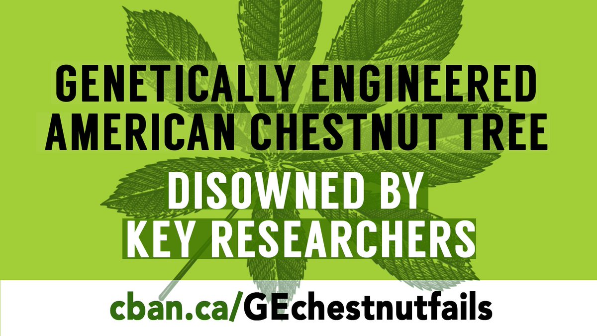 Another #GMO false solution in the garbage as the genetically engineered American chestnut tree 'Darling 58' fails to be blight-tolerant. Key researchers TACF @chestnut1904 withdraw support & discontinue development - yet partner @sunyesf continues to pursue regulatory approval.