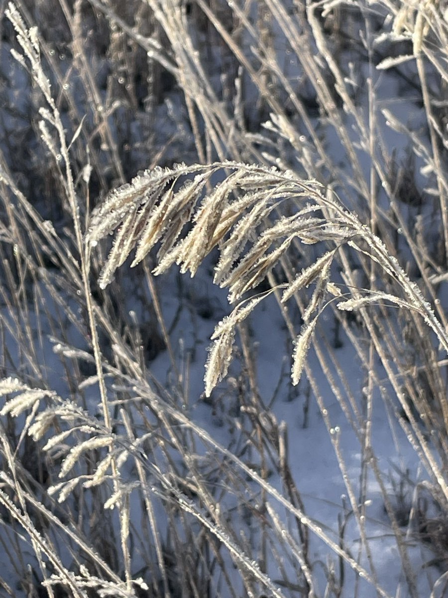 Was a bit cooler this morn in #swSask around -12C with some frost.  Another beautiful December day as now above freezing with clear blue skies and little wind.
