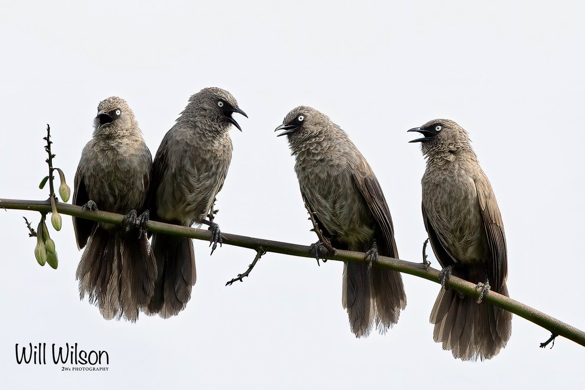 Gregarious Black-lored Babblers having a chat… have a listen - xeno-canto.org/species/Turdoi… 📍@nyandungupark, in #Kigali #Rwanda #RwOT