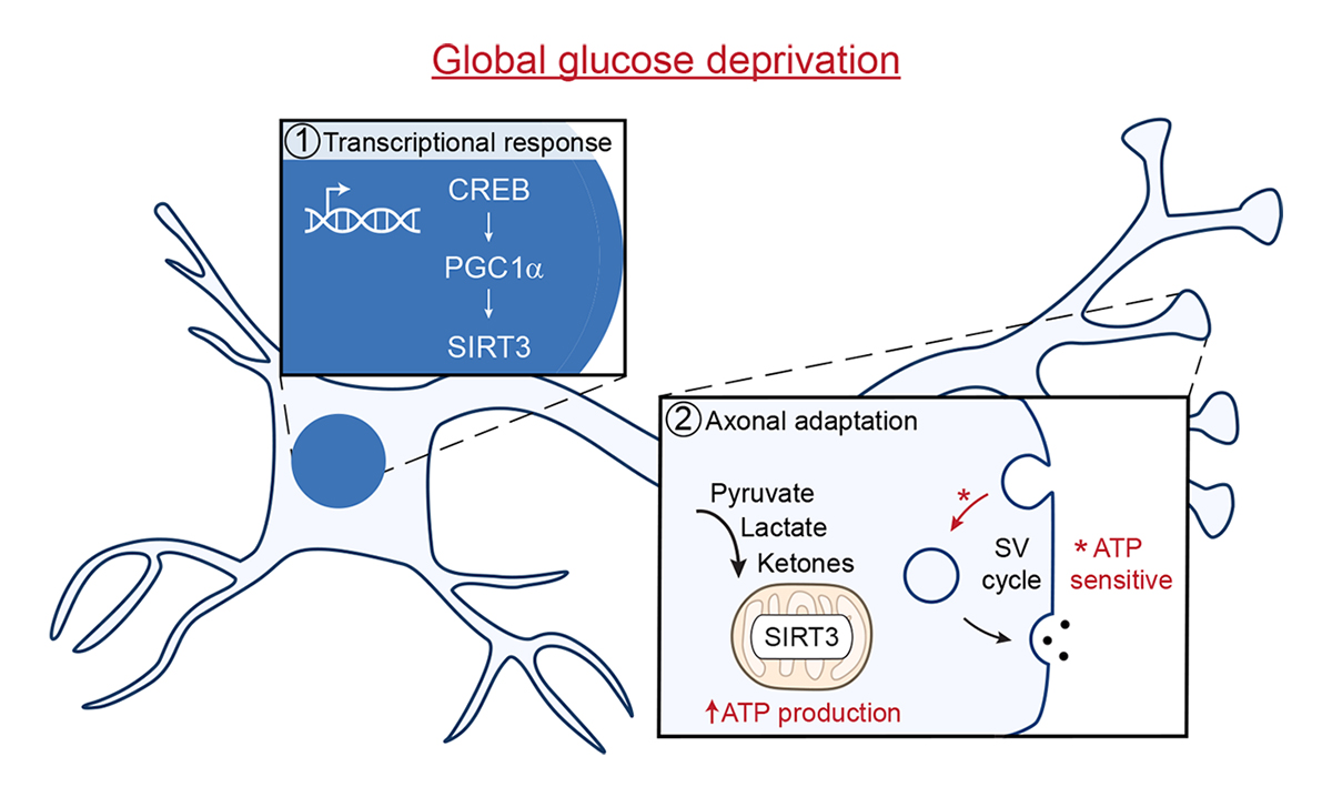 Journal of Cell Biology (@jcellbiol) on Twitter photo Spotlight: Walsh and Simon <a href="/weillcornell/">Weill Cornell Medicine</a> discuss new work by Ashrafi (@GhazalEYN) and colleagues (bit.ly/3R92zAt) that finds Sirtuin 3 directs local metabolic adaptation at synapses during sustained glucose deprivation. bit.ly/3tppa2J
#neuroscience #metabolism Spotlight: Walsh and Simon <a href="/weillcornell/">Weill Cornell Medicine</a> discuss new work by Ashrafi (@GhazalEYN) and colleagues (bit.ly/3R92zAt) that finds Sirtuin 3 directs local metabolic adaptation at synapses during sustained glucose deprivation. bit.ly/3tppa2J
#neuroscience #metabolism