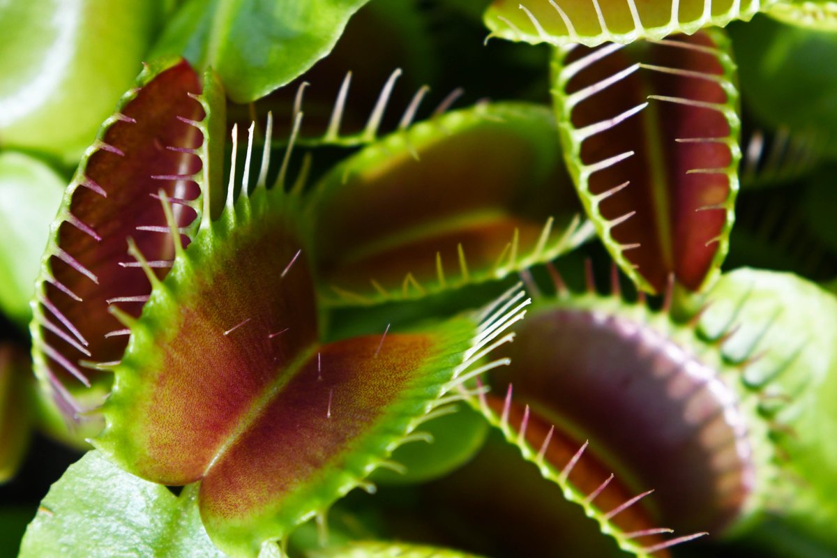 🌺Looking for a unique addition to your plant collection? The Venus Fly Trap is a fascinating carnivorous plant that will capture your attention! 🪴

#UniquePlants #VenusFlyTrapLove #venusflytrap #carnivorousplant #colasantifarmsltd #greenhouse #wholesaleplants