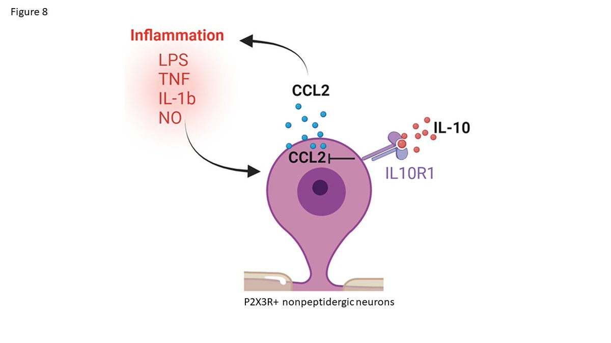 New work in @BrainBehavImm, we identified that IL-10 regulates nociceptor-derived CCL2 and inflammation. Great contribution from students from our @nih funded diversity ENDURE program #neuroimmnology @msupsl @msuneuroscience sciencedirect.com/science/articl…