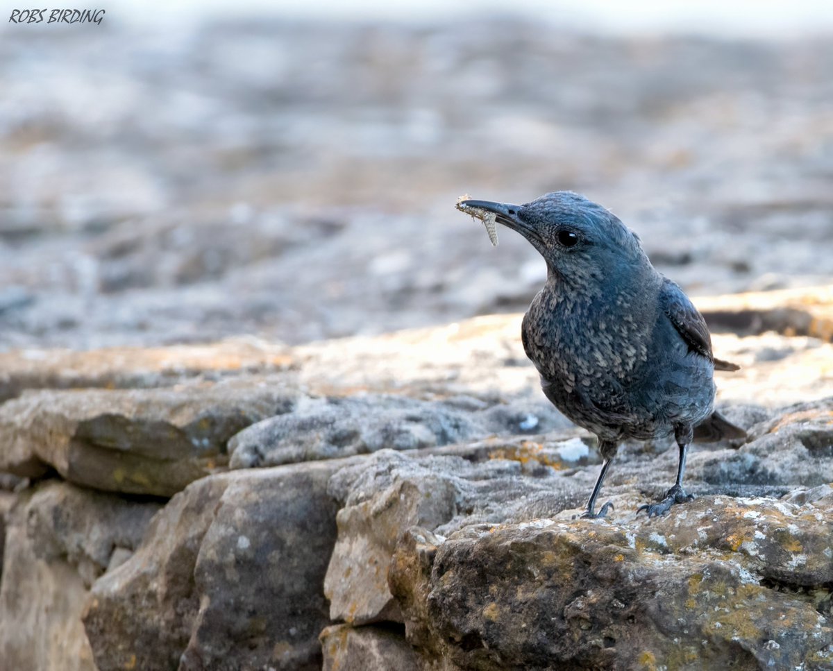 Blue rock thrush (Monticola solitarius) @BirdingSpain @_BTO @WildlifeMag @BirdLifeEurope @BirdWatchDaily @global_birding @gonhsgib @BirdingRasta @BirdLife_News @BirdwatchExtra