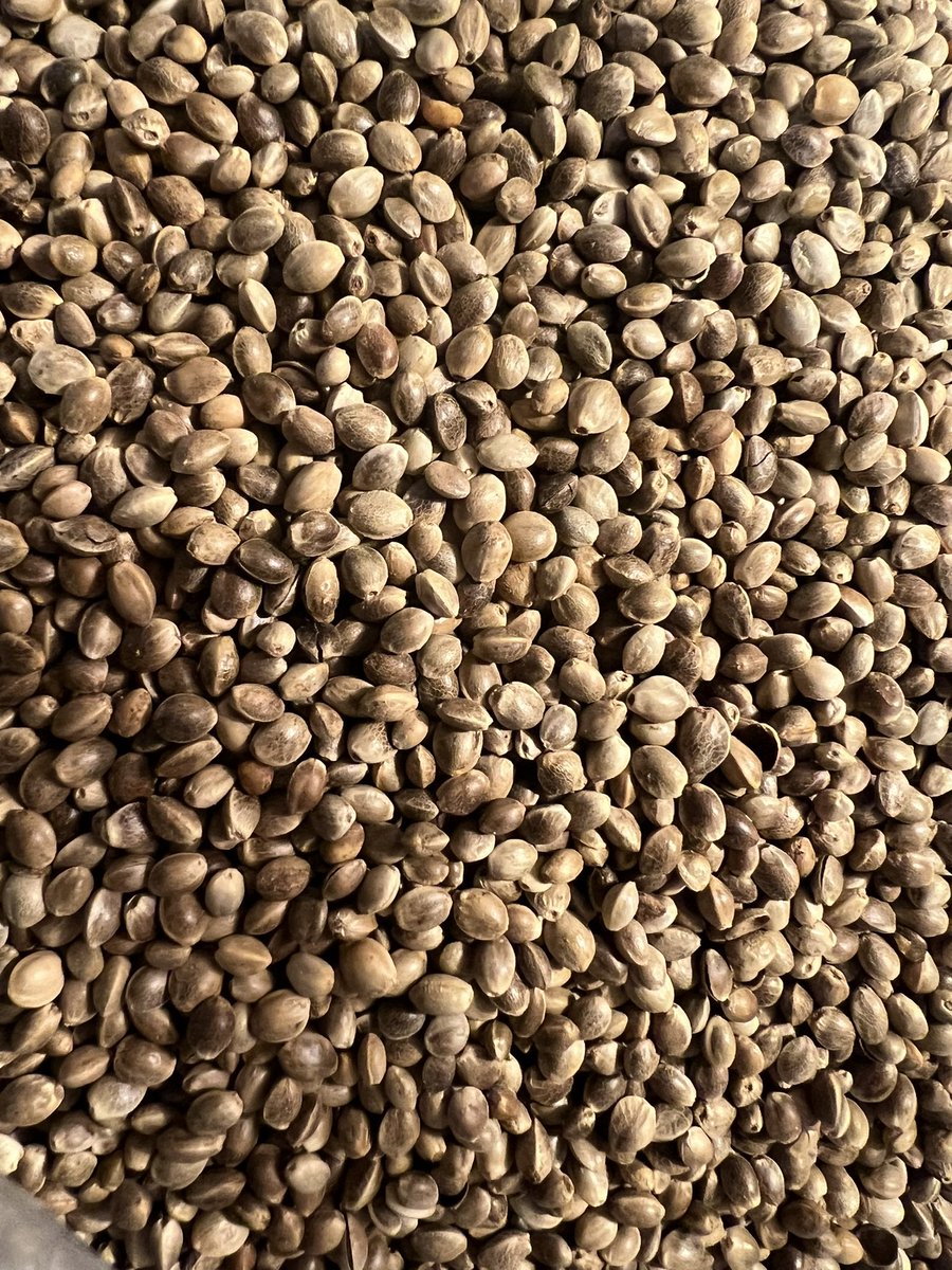 NecrosisDoses's tweet photo. Tasty toasted hemp seeds!
https://t.co/KxNEPsuKPq
#hemp #toasted #seeds #food #HealthyEating #HealthyHabits #ripkitty https://t.co/zWNrehZHCM