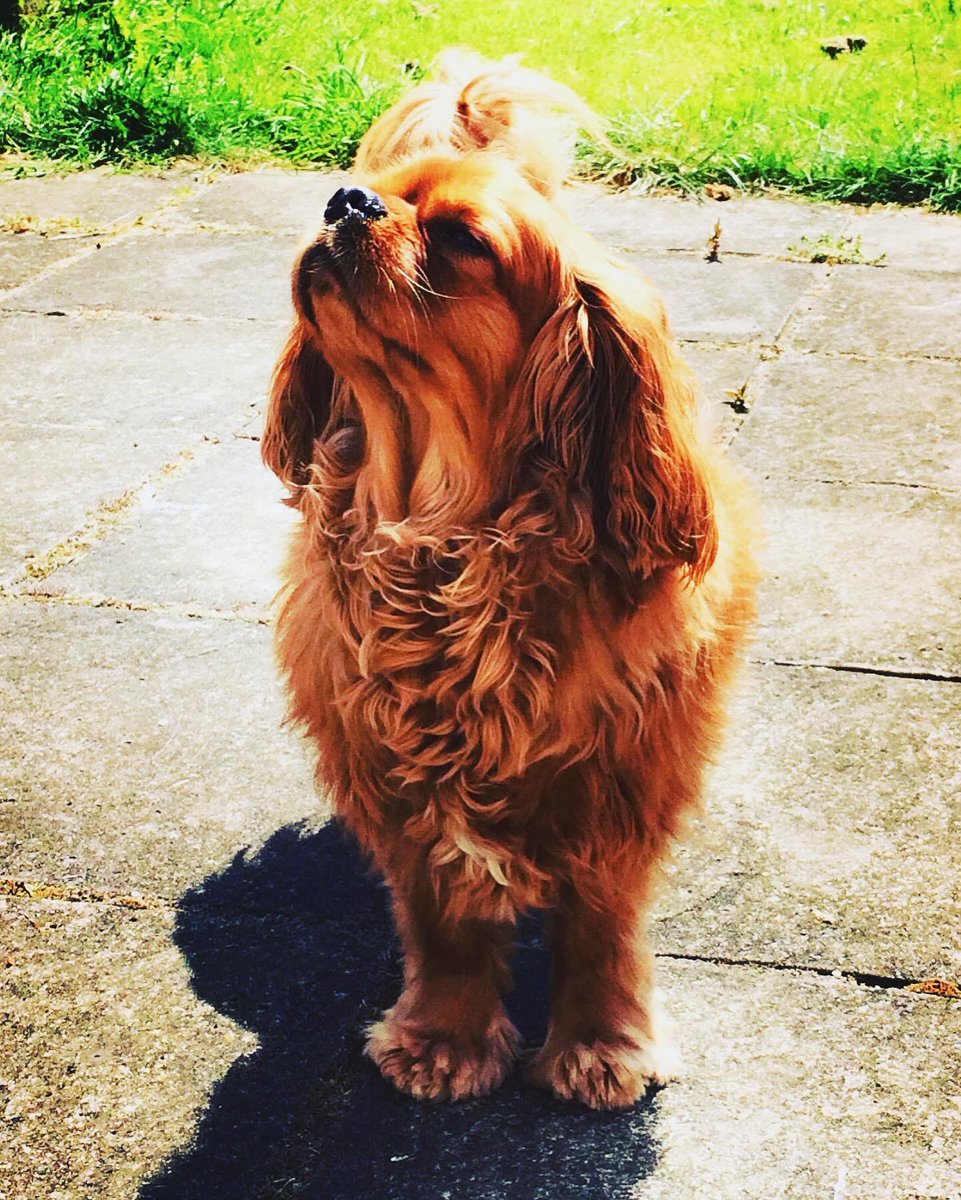 Had to put my dog to sleep this week, missing his little face. Just cried while making myself a waffle, cause he loved those. That’s not normal #grief #missmydog #nightnightbatman #kingcharlesspaniel  #cavalierkingcharles