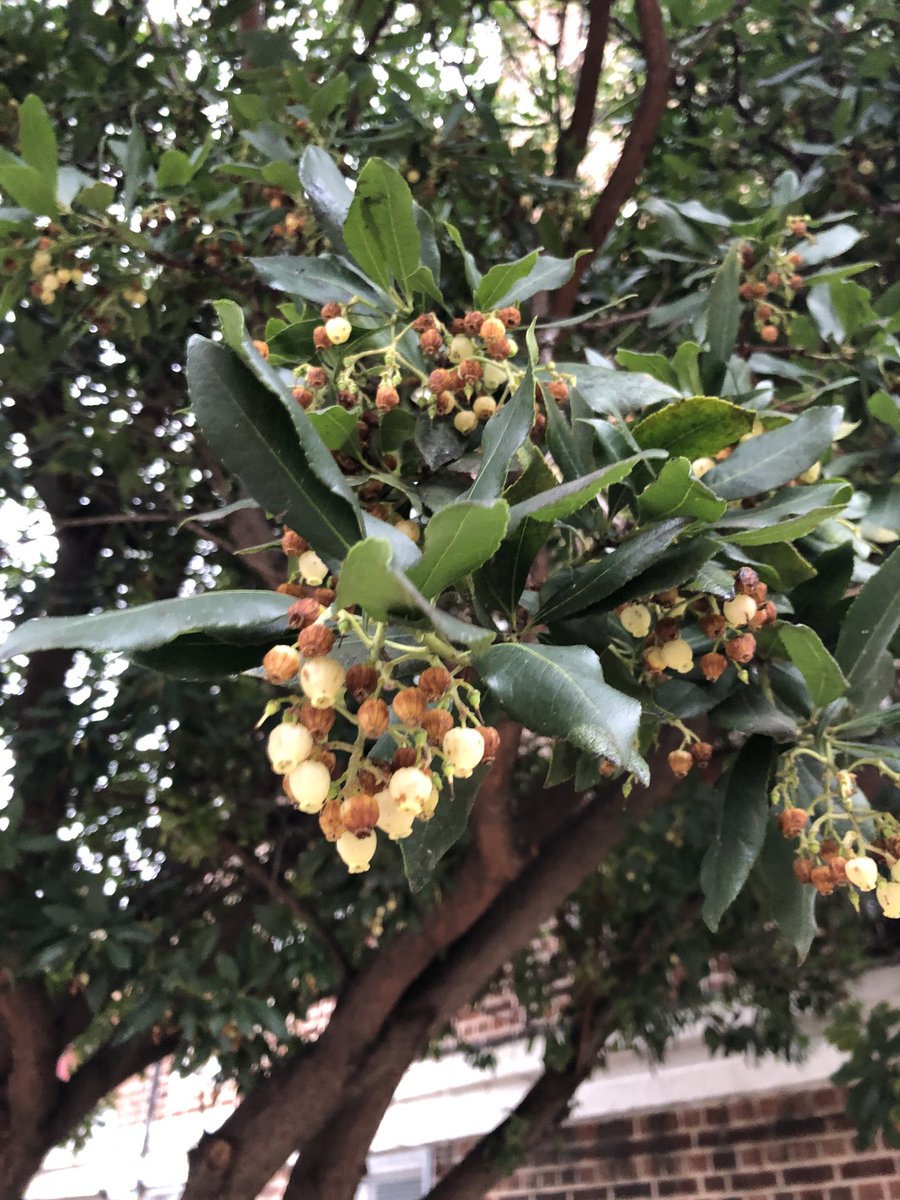 Strawberry Tree near London Bridge. Remarkable specimen. I was puzzled by its ID since I noticed it two weeks ago. Many thanks to the passing ⁦⁦<a href="/lb_southwark/">Southwark Council</a>⁩ officer who saw me taking pictures and told me what it is and its scientific name - arbutus unedo.
