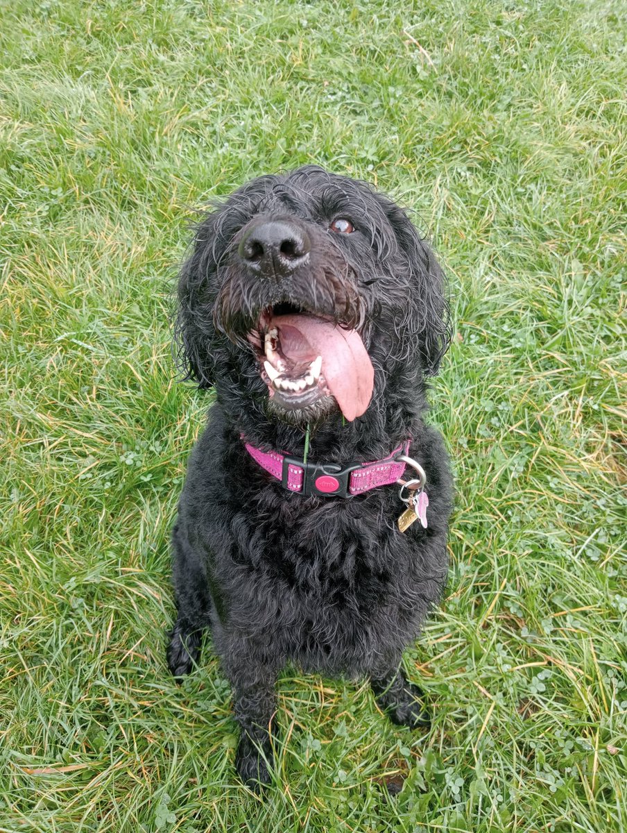 Congratulations to @GdMillie on her reaccreditation visit from @MedDetectDogs this week. 95% accuracy on her diabetic alerting for @m4rtinjh such a clever girl #dualpurpose #guidedog #diabeticalertdog #T1D #Labradoodle @guidedogs