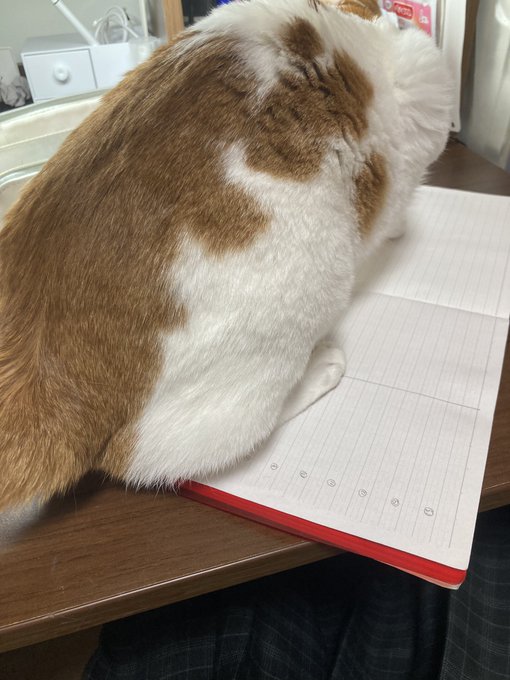 Twitterのコスプレ画像8