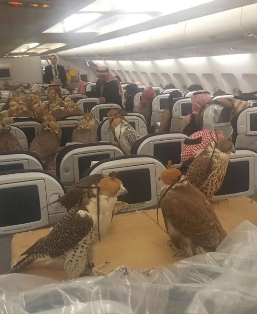 One Saudi prince took things to the next level for his avian flying companions where he reportedly purchased individual seats for each of his 80 falcons.

Transporting falcons in the Middle East is a pretty common practice. Falconry - training birds to hunt - has been practiced…