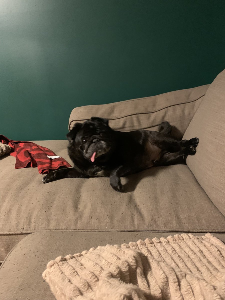 I was sleeping and then rudely interrupted by the pugparazzi.