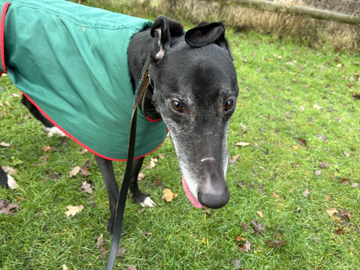 Lovely Bob enjoying a walk away from the kennels at Essex Wildlife Trust reserve today. Lots of new sniffs and different dogs to greet. #happyhounds #retiredgreyhounds #adoptdontshop