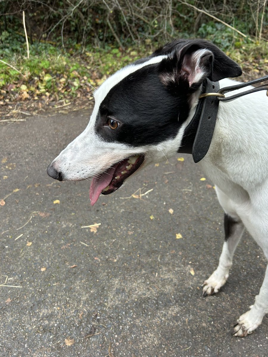 Happy boy Bingo is looking for his permanent home. This happy boy is more like a Labrador than a greyhound! He loves a walk and will plod along quite happily. He would love a quieter home, with another dog for company, could you offer Bingo a home! 07852 734958