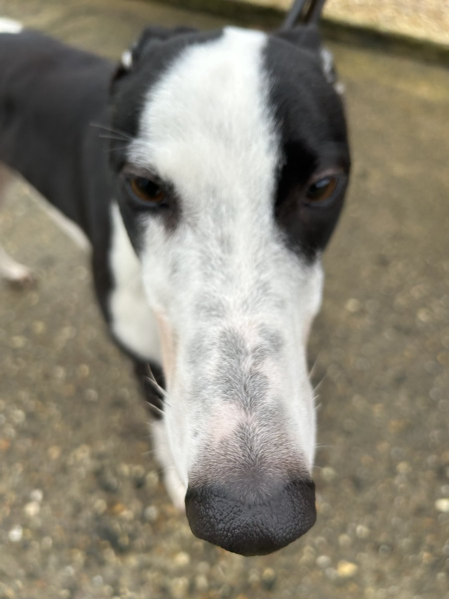 romfordretgreys's tweet image. Happy boy Bingo is looking for his permanent home. This happy boy is more like a Labrador than a greyhound! He loves a walk and will plod along quite happily. He would love a quieter home, with another dog for company, could you offer Bingo a home! 07852 734958