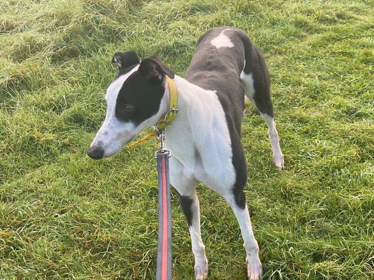 romfordretgreys's tweet image. Happy boy Bingo is looking for his permanent home. This happy boy is more like a Labrador than a greyhound! He loves a walk and will plod along quite happily. He would love a quieter home, with another dog for company, could you offer Bingo a home! 07852 734958
