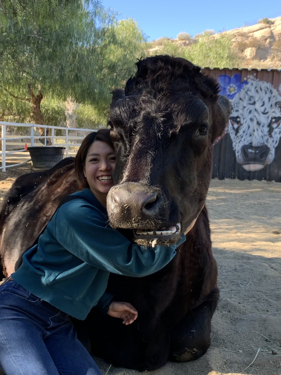 ushi_kakurega's tweet image. 寄り道カウハグセラピー🐮🫶🏻☺️
@TheGentleBarn 

見知らぬ私がハグしても反芻はやめないMercy（マーシー）くんでした🐮