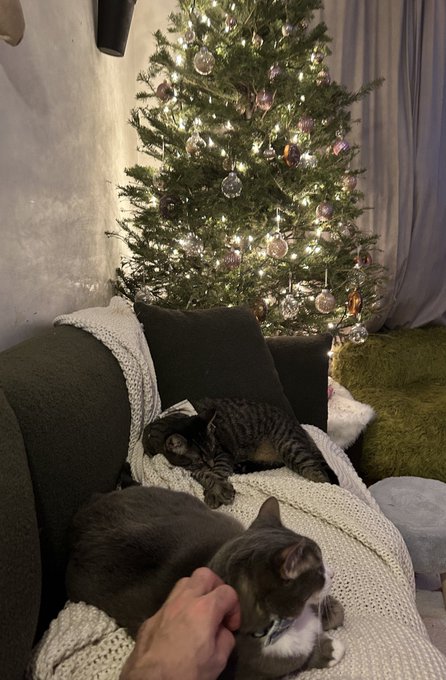 So there were more lights and decorations but the angel babies think the tree is a clubhouse https://t