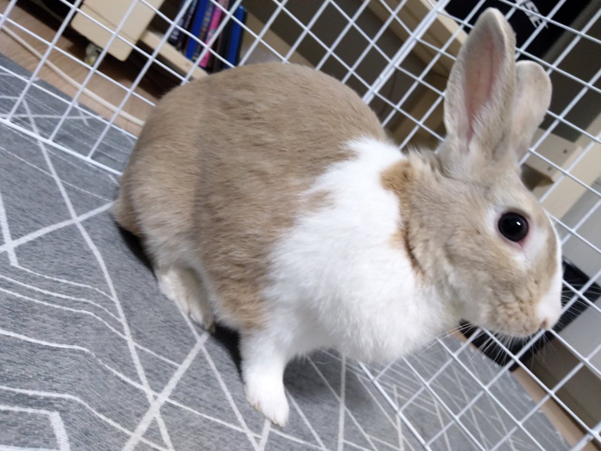 QbHQiZj29UiWuho's tweet image. 宇佐儀です。ケージの外からＵＳＢケーブルが挑発しているので、パラシュート降下してから大晦日に戦う予定です。#宇佐儀 #うさぎ #もさじ #もふもふ #もさ毛 #３歳 #ケージの外 #ＵＳＢケーブル #挑発 #パラシュート #降下 #大晦日 #戦う #予定