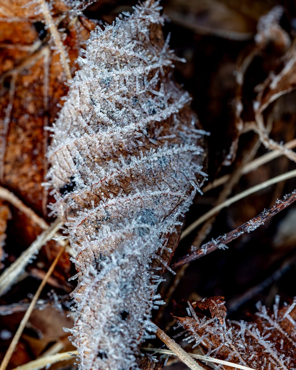 Frosty leaf
#365photodgraphy2023, #potd2023, #photoaday, #everydayphotographer, #photooftheday, #pad2023-347, #frost, #frostyleaf, #texture, #morningwalk, #macro, #upclose, #frostcrystals