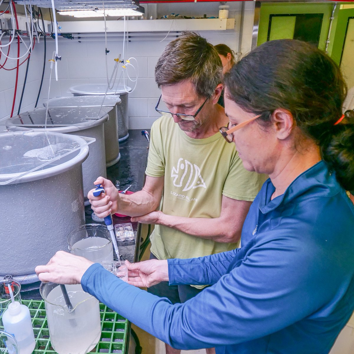 We’re feeding #CrownOfThorns starfish larvae different concentrations of food &amp; running fitness tests to understand the importance of food &amp; survival during this early life stage, to unlock the complexities around ⬆️ outbreak frequency.

More ➡️ ow.ly/tu9u50Qi942