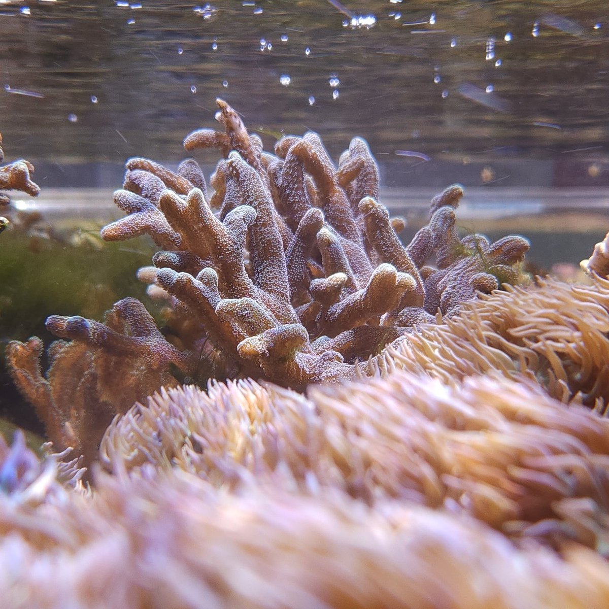 Coralfarm1's tweet photo. betcha can't name these corals...

#coralfarm #aquaculture #itsatrickquestion #dontlookoninsta https://t.co/YP7D0sNN6k