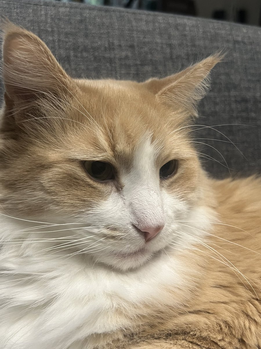 #１日１ネコちゃん

64日目
機嫌悪そうで可愛い