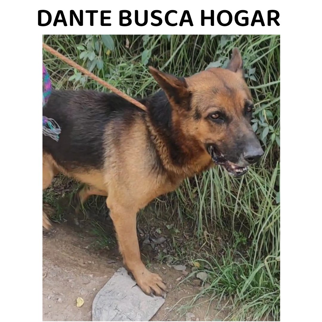 FundacionLucila's tweet photo. Dante busca hogar ❤️

Dante es un perrito que encontramos muy delgado, se nota que llevaba meses en la calle 🥺, seguramente lo abandonaron. 

Dante es un pastor alemán de 5 años, un perrito muy cariñoso, juicioso y tranquilo, convive bien con otros perros y se entrega https://t.co/FNI0TQVdX4