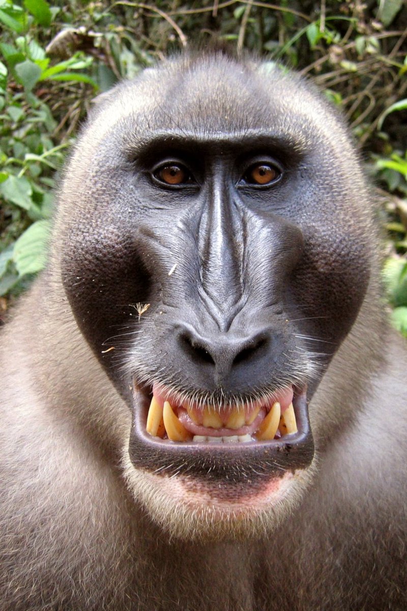 ANOTHER YEAR, ANOTHER MONKEY DAAAYYYYYY ❤️🦧🦍 s.o. Naar alle apen enzow