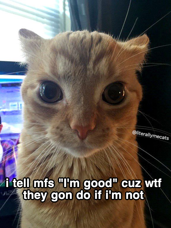 literallymecats's tweet photo. https://t.co/fLWC3rEfqo