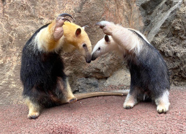equine__dentist's tweet photo. me and my girl if we were anteaters and were kissing https://t.co/2jVklhJJeI