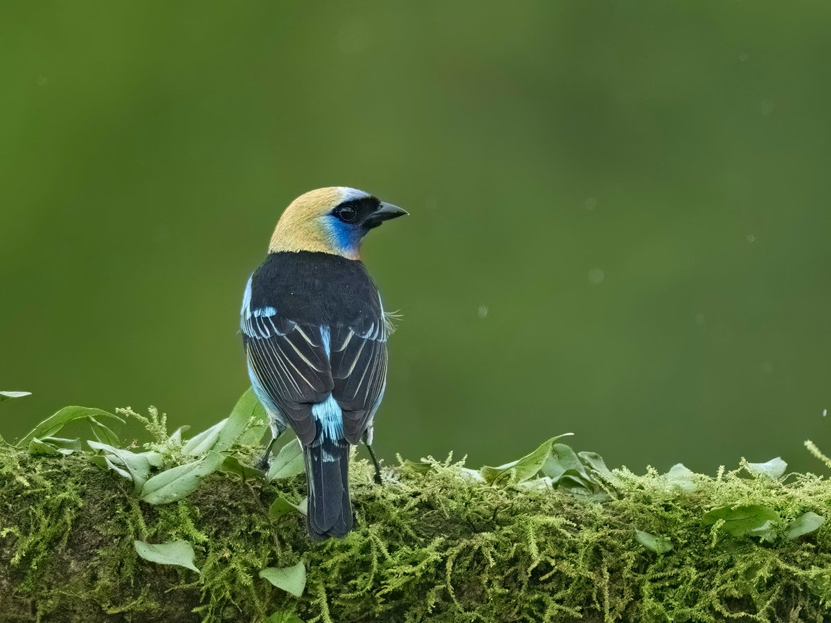 With a golden crown and hues that mesmerize, a living masterpiece in the aviary gallery. Golden-hooded Tanager #TwitterNatureCommunity #IndiAves #NaturePhotography #BBCWildlifePOTD #NatureBeauty #BirdsOfTwitter #BirdsSeenIn2023 #birdsonearth