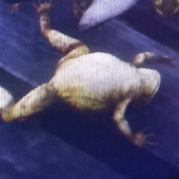 HDB0YS's tweet image. Eu tô só o pó igual esse sapo