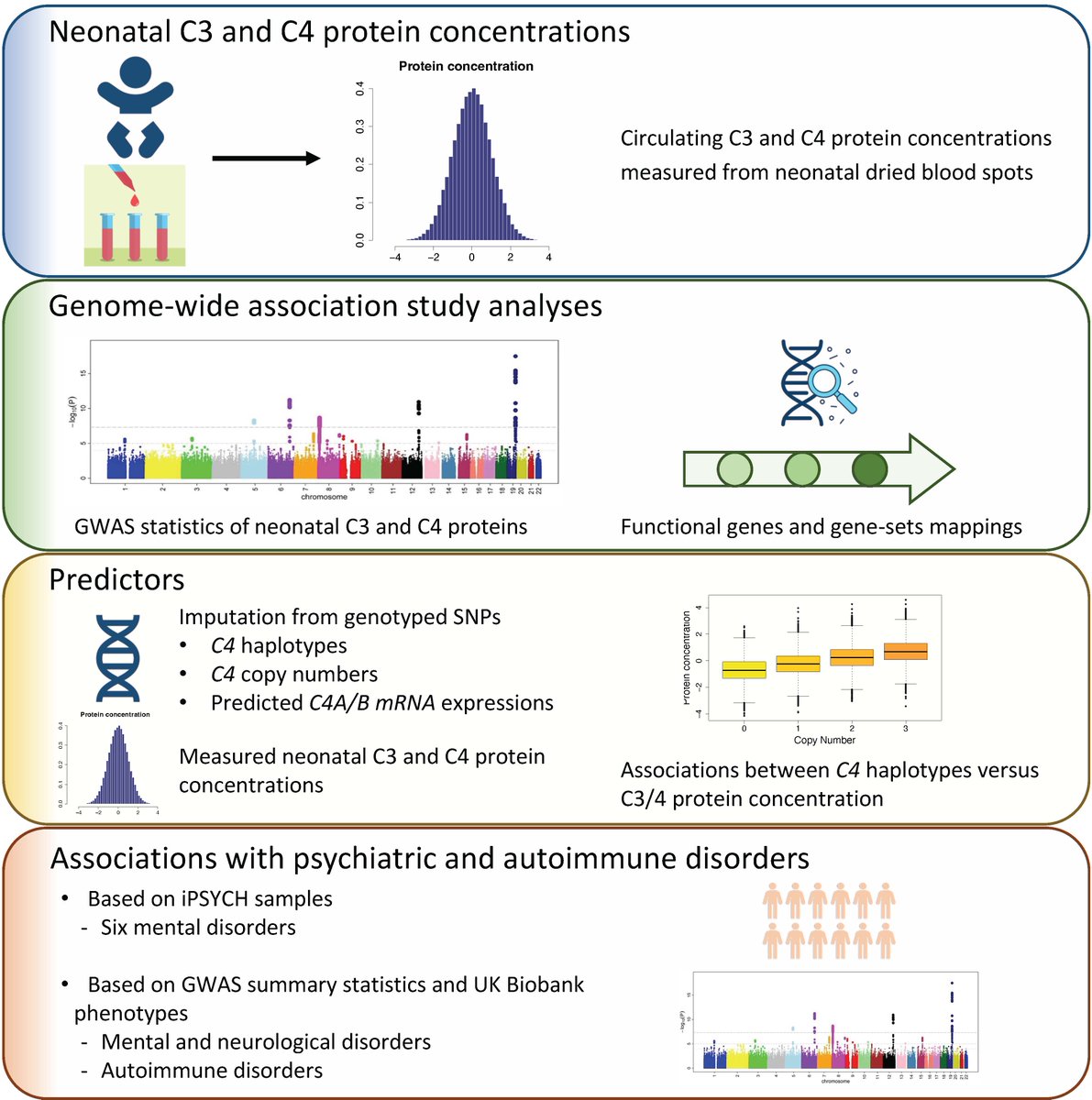 The correlates of neonatal complement component 3 and 4 protein concentrations with a focus on psychiatric and autoimmune disorders @CellGenomics Funded by @GrundforskFond Niels Bohr Professorship cell.com/cell-genomics/…