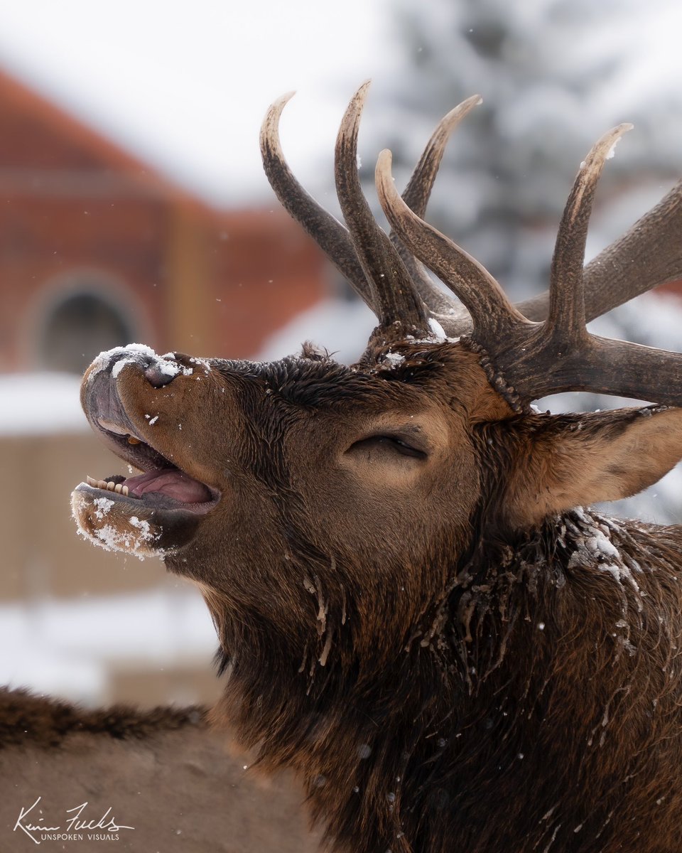 Peep that ivory

instagram.com/unspoken__visu…
unpokenvisuals.com 

#photography #wildlife #nature #colorado #unspokenvisuals #elk #wapitit #bullelk #elkaddicts #elkassassins